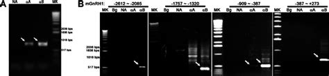 In Vivo Binding Of Pur ␣ And Pur ␤ To The Upstream Region Of The Gnrh1