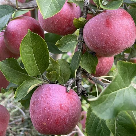 Organic Querina™ Semi Dwarf Apple Tree Fruition Seeds