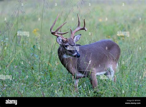 The White Tailed Deer Odocoileus Virginianus Stock Photo Alamy