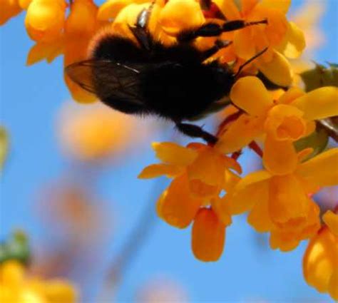 Plants To Attract Bees Shrubs Hedgerows And Trees