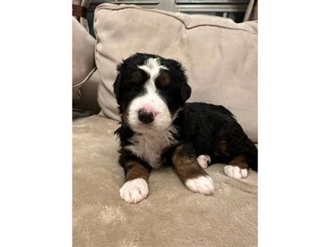 F1b Bernedoodle Puppies For Sale In Houston Puppies For Sale Near Me