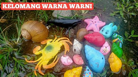 Mencari Dan Menangkap Keong Warna Warni Siput Pelangi Ikan Hias