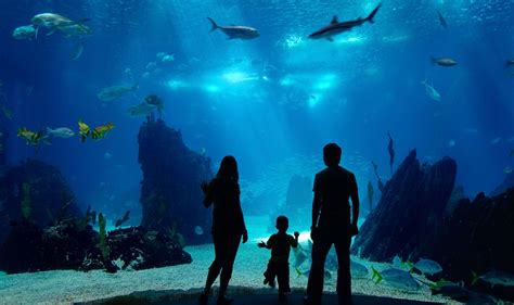 Audubon Aquarium in New Orleans: Ocean Wildlife, Exhibits and IMAX