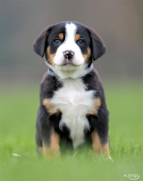 Großer Schweizer Sennenhund Rüde 2 Monate Tricolor