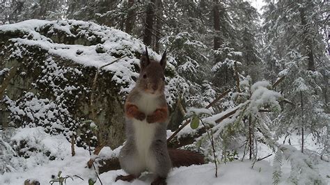 Lapin taikaa Raija ja Ossi Tuuliaisen Säätiö sr