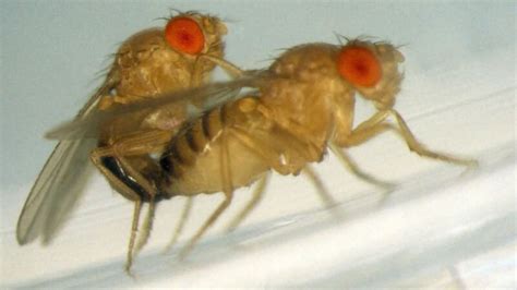 Male Vs Female Fruit Fly