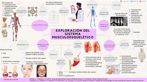 Exploraci N Del Sistema Musculoesquel Tico Medicine