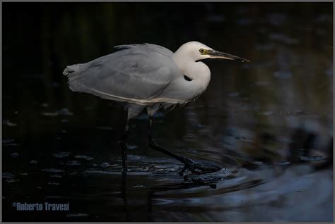 Garceta N Egretta Garzetta Subsp Garzetta