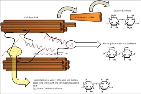 The Plant Cell Wall S Cellulose Hemicellulose Pectin Crosslink Network