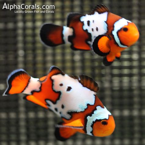 Designer Clownfish Pictorial | Page 2 | Reef2Reef