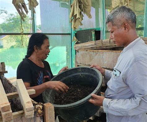 Desa Tanjung Batu Produksi Magot Dari Bahan Sampah Organik