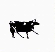 Cow Dancing Cow Dancing Polishcow Discover Share Gifs