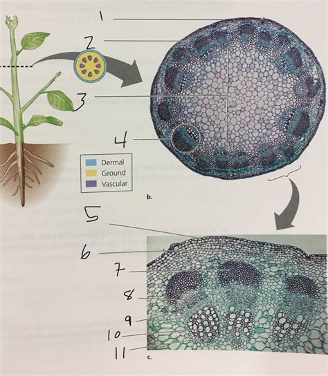 Plant Anatomy Dicot Stem Diagram Quizlet