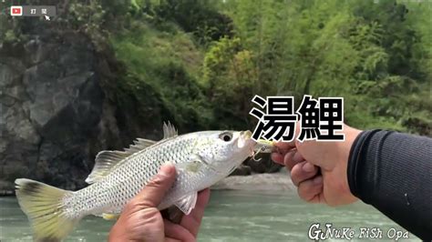 【nuke Fish Opa】came Back 台東鹿野區段卑南溪，原生捲仔，激流！（何氏棘魞）的食性攻擊法，夢幻郵票，夢幻魚種，大口湯鯉溯