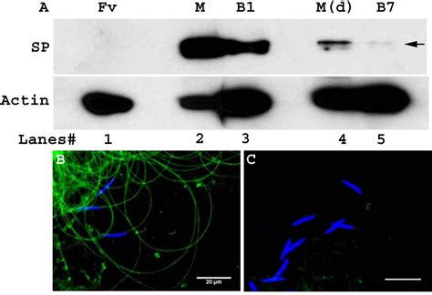 Figures And Data In Drosophila Seminal Sex Peptide Associates With Rival As Well As Own Sperm