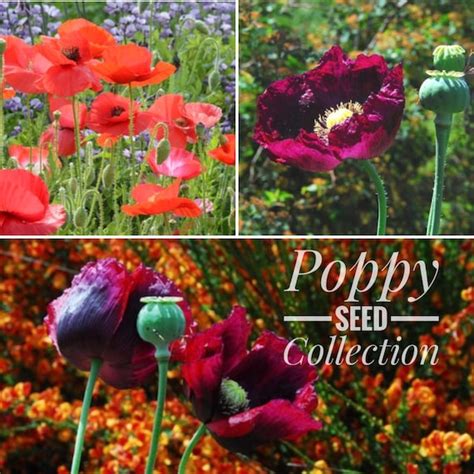 Poppy Seeds 3 Poppy Seed Varieties Poppy Garden Collection | Etsy