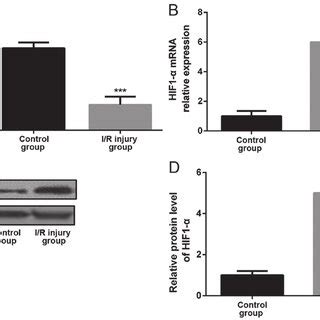 Mir Inhibited The Expression Of Proteins Related To Mitochondrial