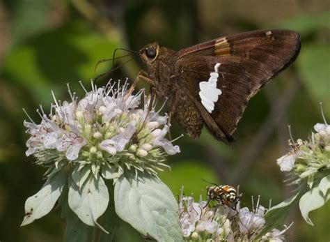 Silver-spotted Skipper - Alabama Butterfly Atlas