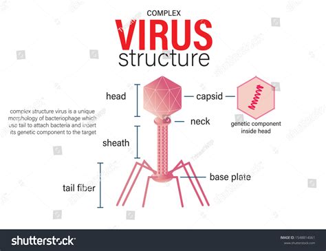 Diagram Complex Virus Structure Which Found Stock Vector Royalty Free