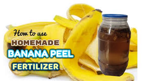 How To Use Homemade Banana Peel Fertilizer Best Fertilizer Free And Organic Youtube