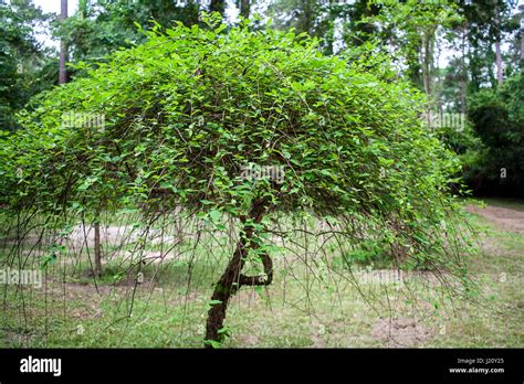 Betula Nigra Summer Cascade Hi Res Stock Photography And Images Alamy