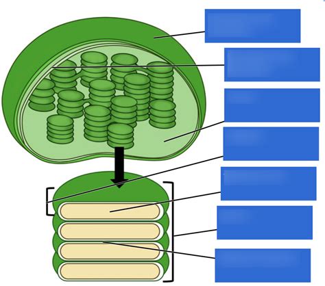 Chloroplast diagram Diagram | Quizlet