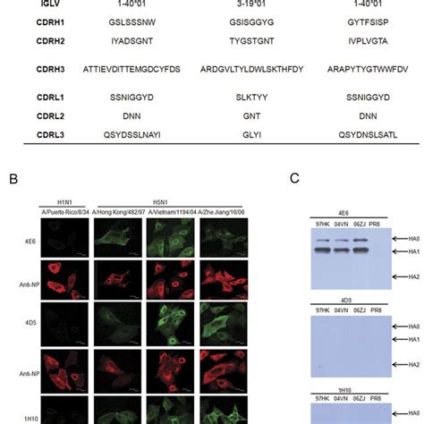 Analysis Of Lungs From Mice Treated With Mab E And H After