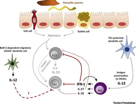 Th And Th Responses Clear And Hidden Sides Of Immunity Against