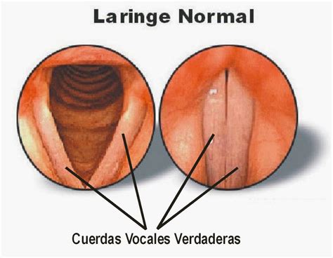 Cantando Que Es Gerundio Blog De Técnica Vocal Y Canto Las Cuerdas Vocales Y Su Cuidado