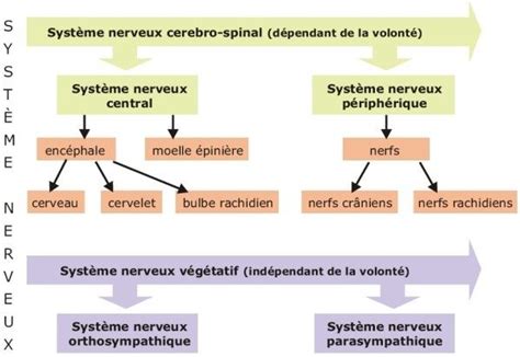 Sch Ma De L Organisation Du Syst Me Nerveux Syst Me Nerveux