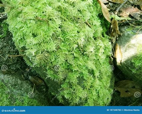 Moss Grows On Rocks Common Fern Moss Thuidium Delicatulum Stock Image