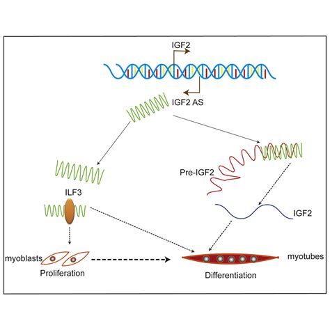 LncRNA IGF2 AS Regulates Bovine Myogenesis Through Different Pathways