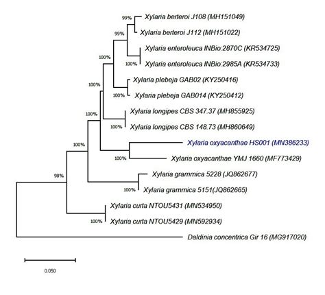 Phylogenetic Relationship Between Xylaria Oxyacanthae Species