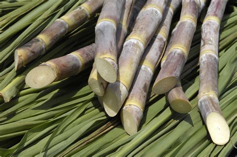 Qual A Origem Da Cana-de-açúcar - História da Cana de Açúcar e Origem da Planta | Mundo Ecologia
