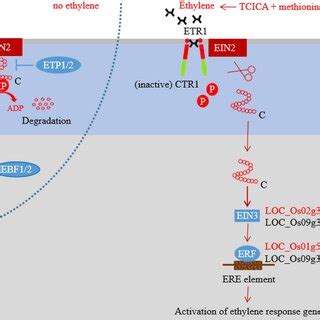 regulated ethylene signaling transduction based   enriched