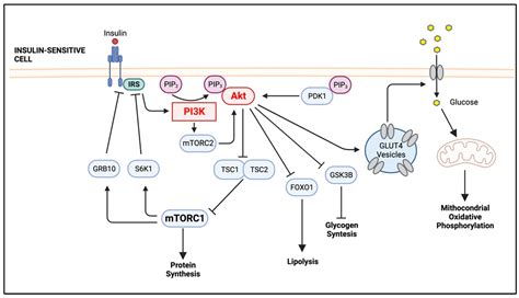 Ijms Free Full Text The Pi3k Akt Pathway In Meta Inflammation