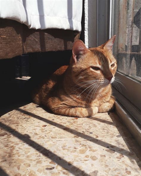 Why Does My Cat Sit In A Cat Loaf Position — Hive