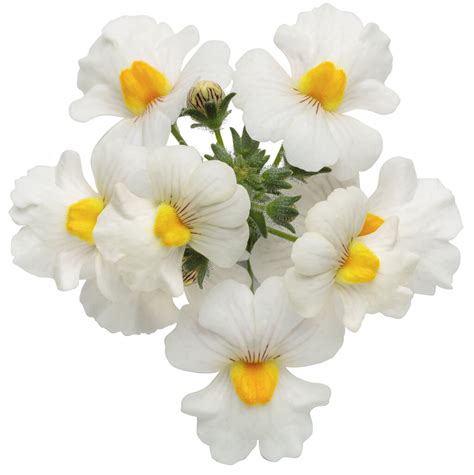 Sunsatia® Coconut Nemesia Hybrid Proven Winners