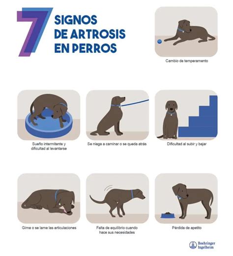 Mejorar Vida De Perro Con Artrosis Consejos Qmascota