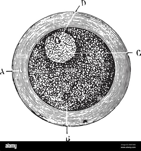 Real Human Egg Cell