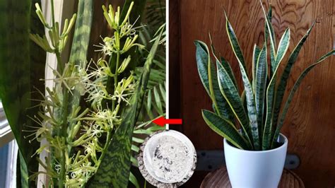 Langue De Belle M Re Ou Sansevieria Laurenti Voici M Thodes