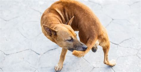 Why Does My Dog Bite Its Tail? | DogGear Guides