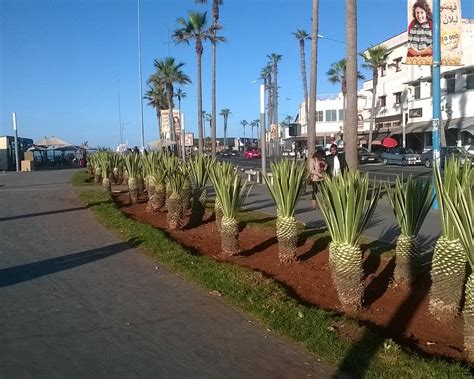 THE 15 BEST Things to Do in Casablanca (2025)