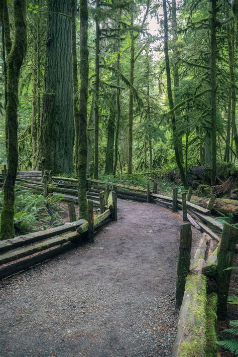 Cathedral Grove: An Astonishing Walk Amongst Giants - BestEver.Guide