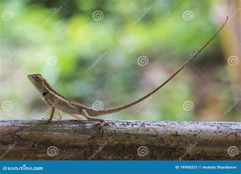 Lizard with long tail stock image. Image of beautiful - 74906557