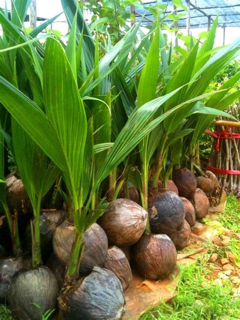 Jual Bibit Kelapa Genjah Entok Di Purwakarta Jual Bibit Tanaman Unggulan