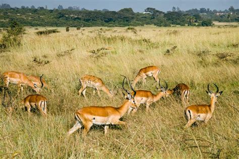 Herd Of Greater Kudu Females In The Grass Plain Of Karoo National Park