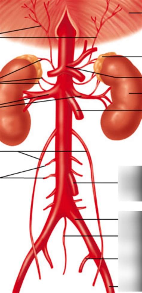 Blood Vessels Diagram Quizlet