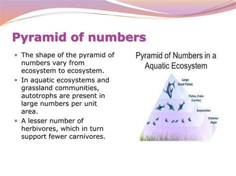 Ecological Pyramids Ppt Ppt