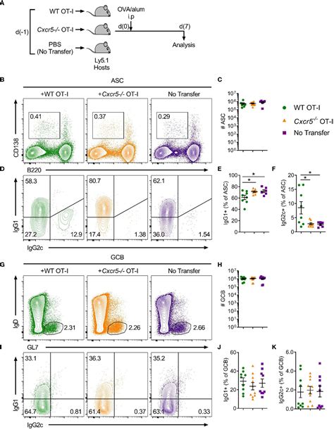 Frontiers Cxcr5 Cd8 T Cells Shape Antibody Responses In Vivo Following Protein Immunisation